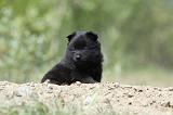 SCHIPPERKE 515